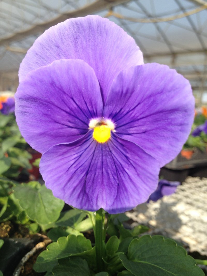 viola del pensiero blu puro