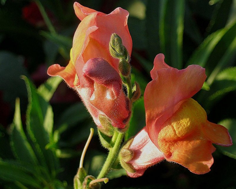 Bocca di Leone Antirrhinum 