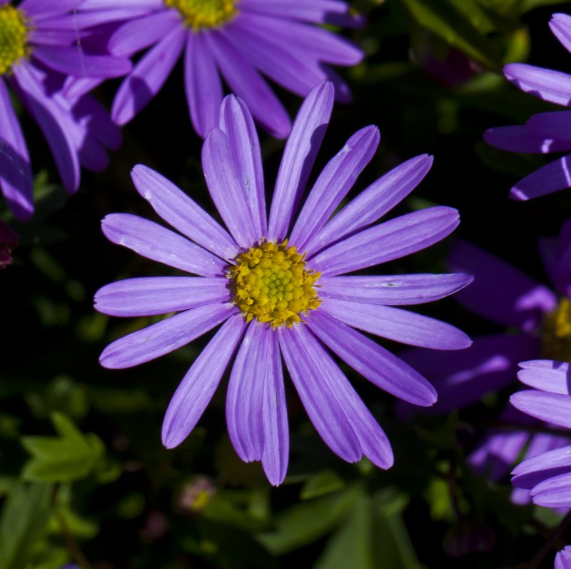 Brachyscome