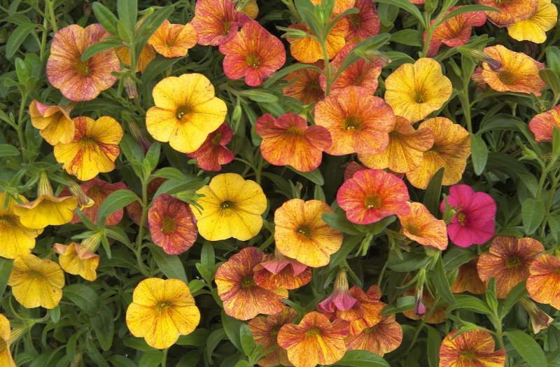 Calibrachoa