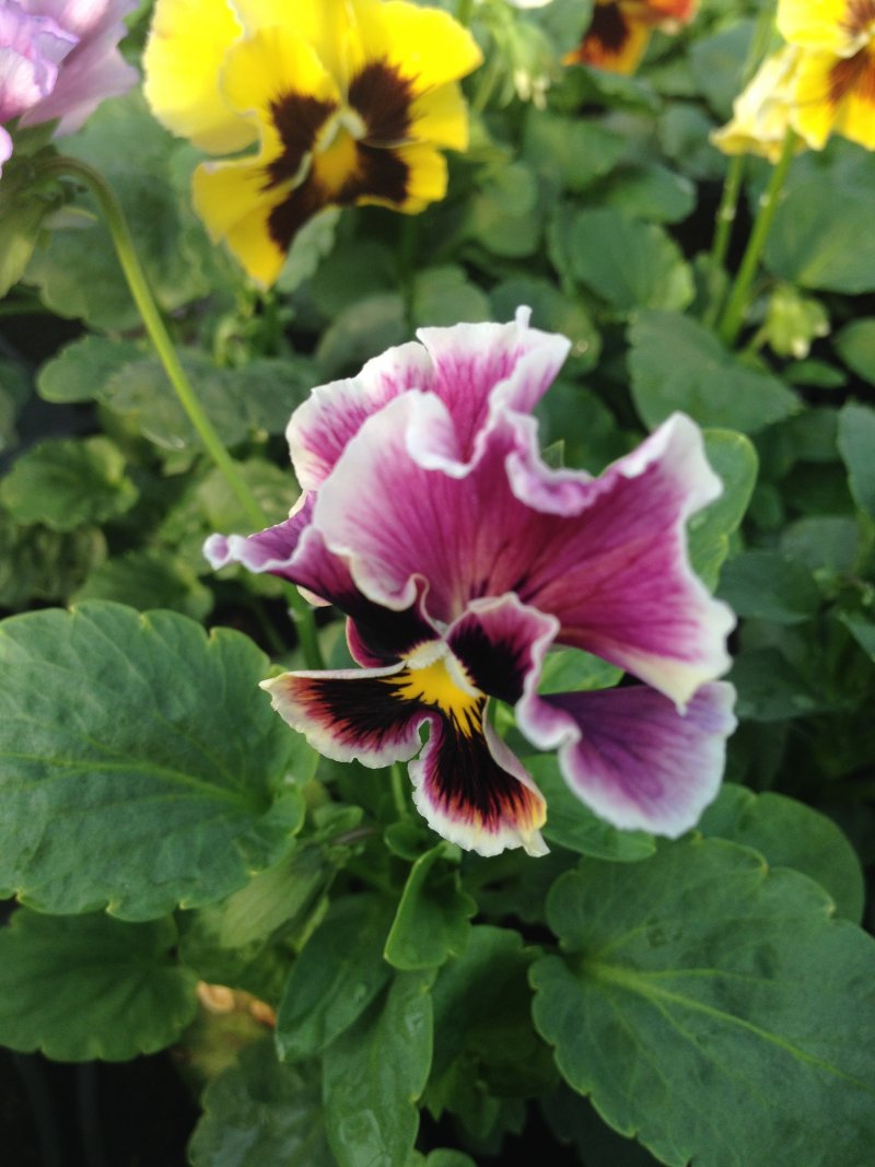 viola del pensiero  can can