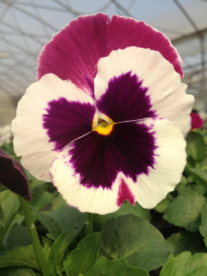 viola del pensiero  cassis