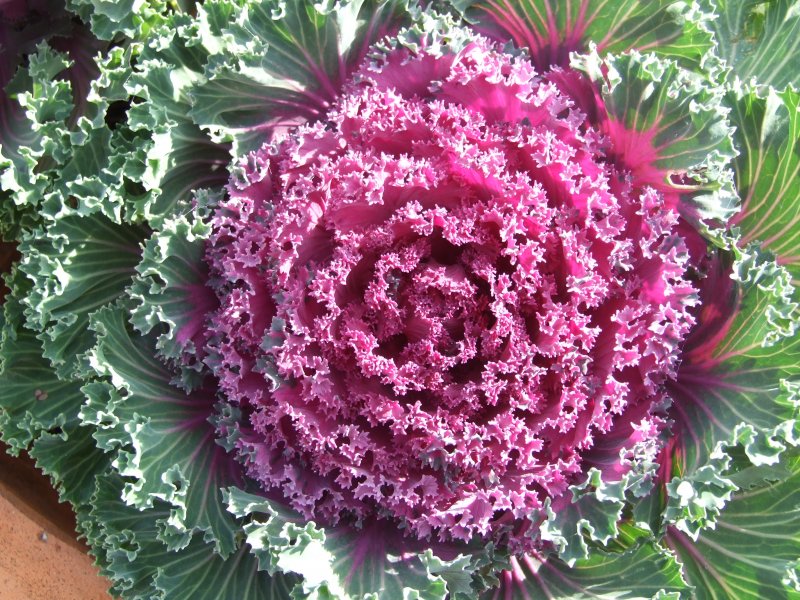 Brassica ornamentale