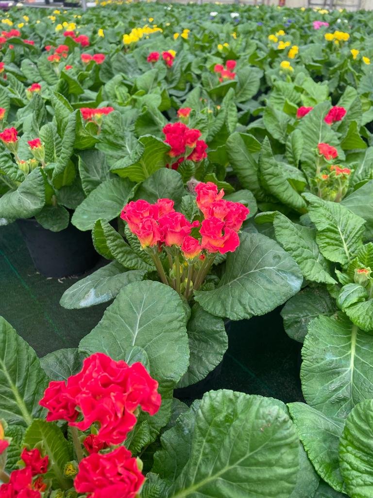 Primula fiore doppio