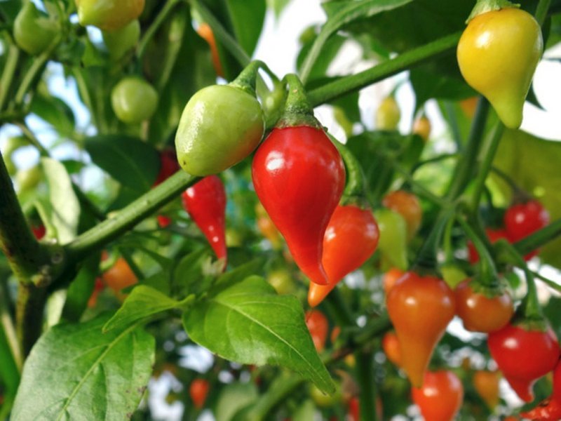 Peperoncino Chupetihnò