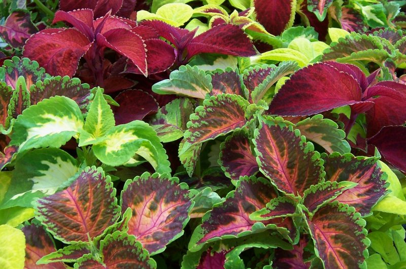 Coleus