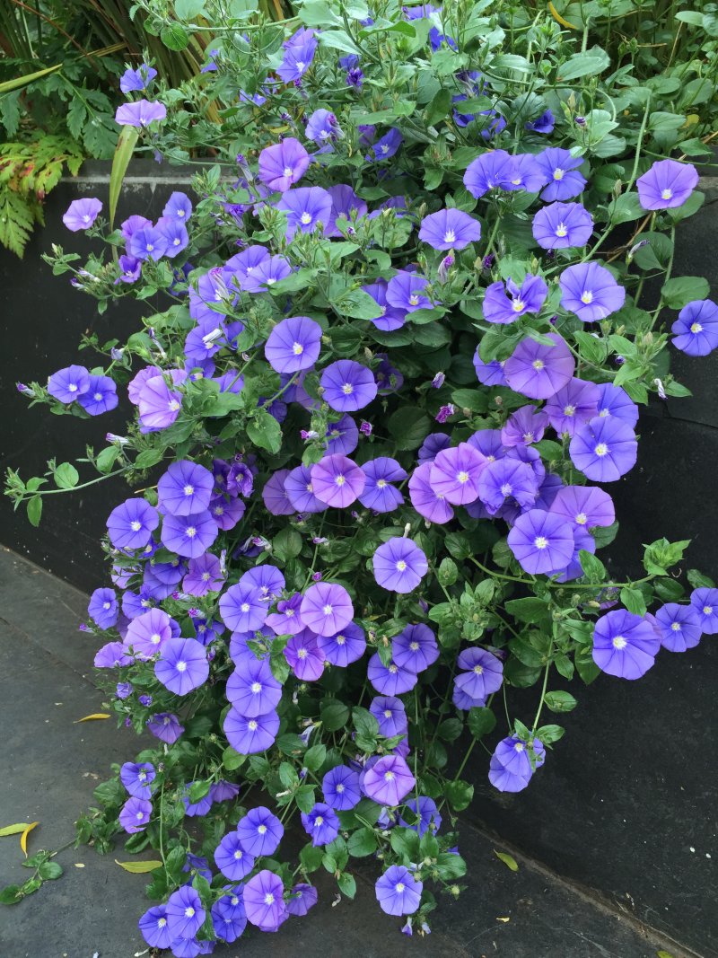 Convolvulus Sabatium Blue 