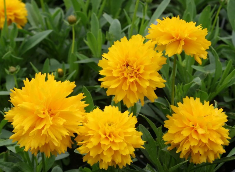 Coreopsis Grandiflora