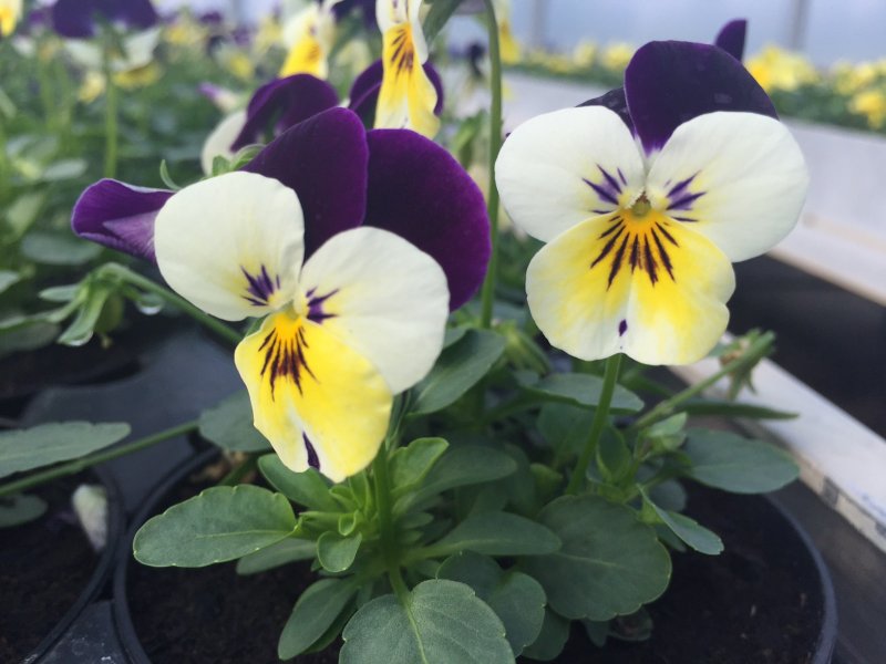 viola cornuta bianco-viola