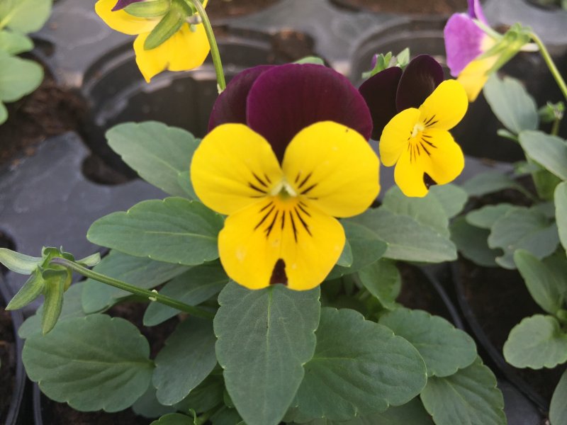 Viola cornuta giallo-viola