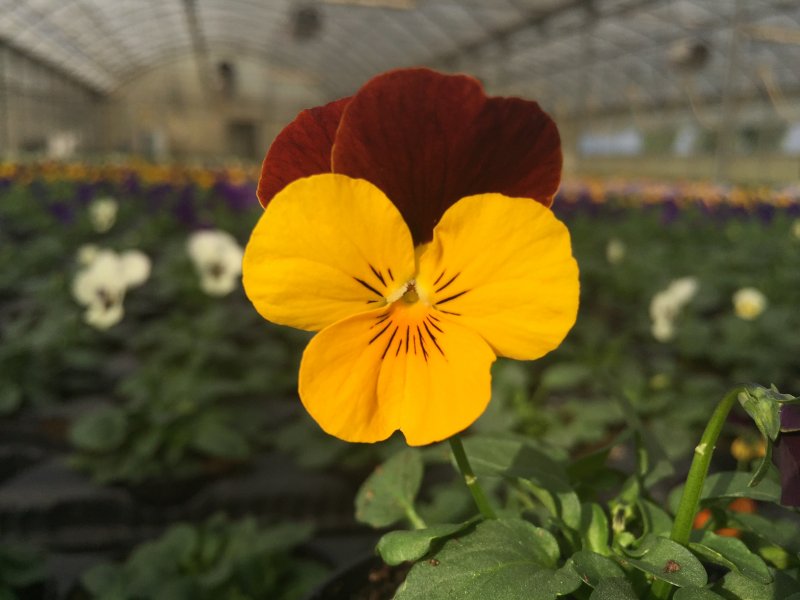 Viola cornuta rosso-giallo