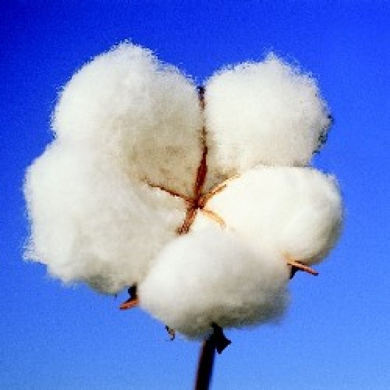 Cotone Gossypium 