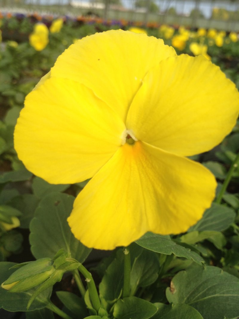 viola del pensiero  crema