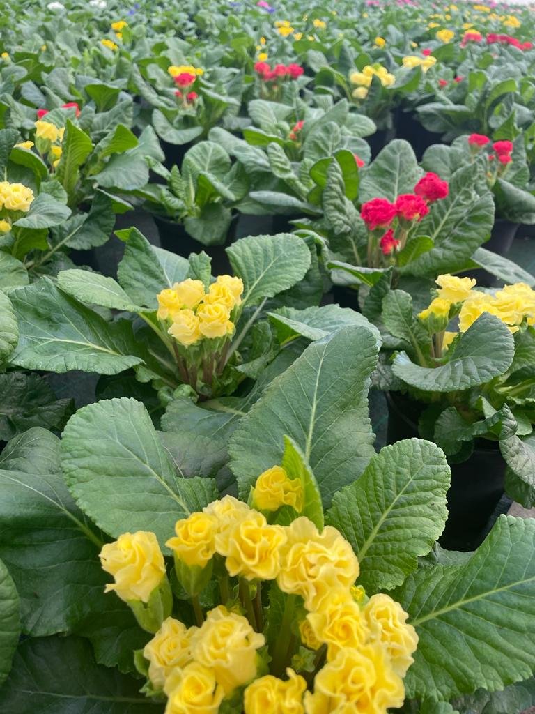 Primula fiore doppio