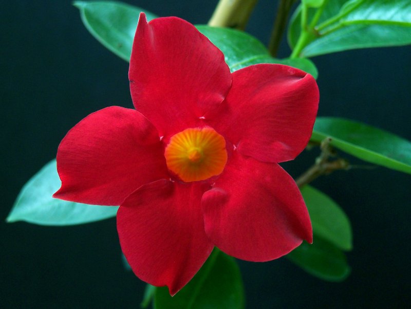 Dipladenia