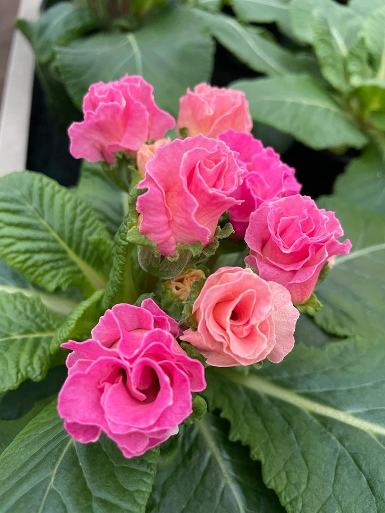Primula fiore doppio