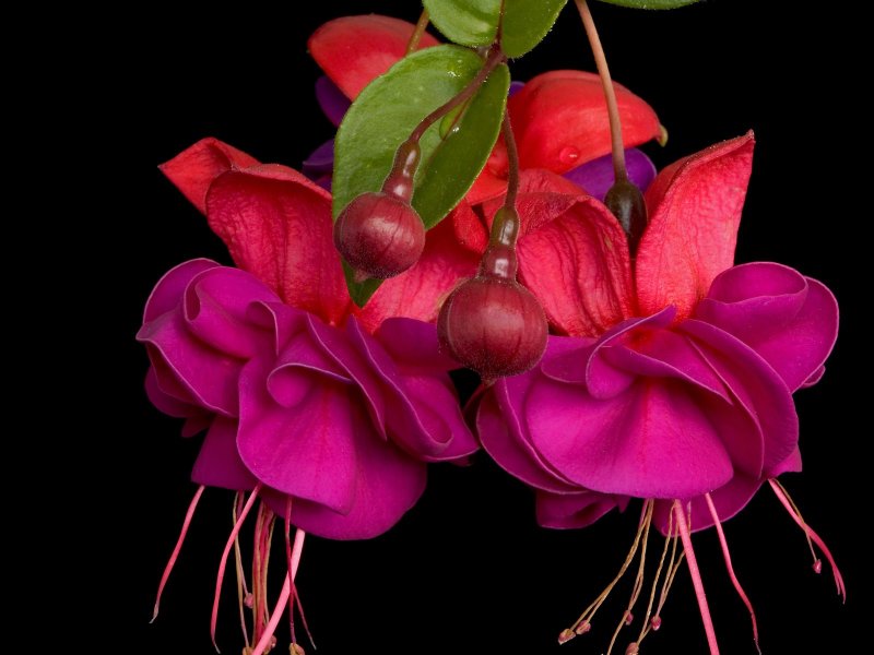 Fuchsia dollarprinzessin