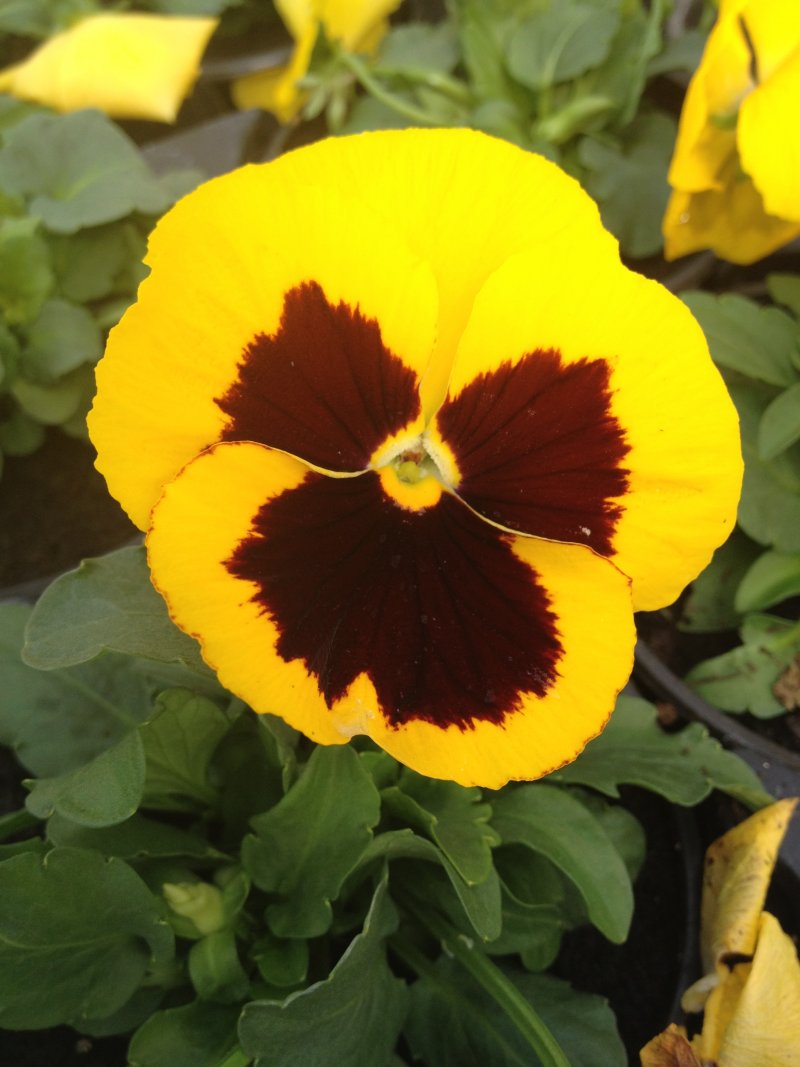 Viola del pensiero giallo con occhio