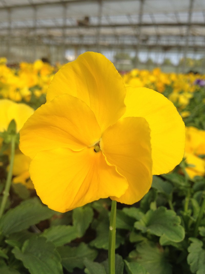 viola del pensiero  giallo puro