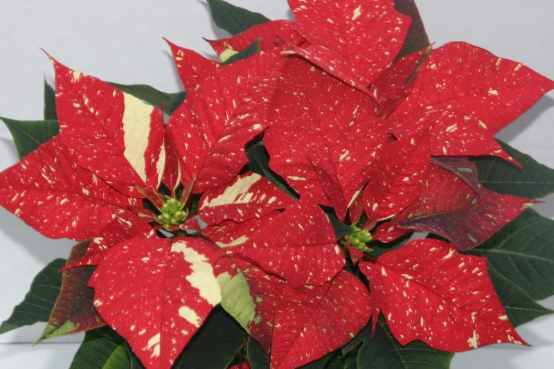 Poinsettia glitter 