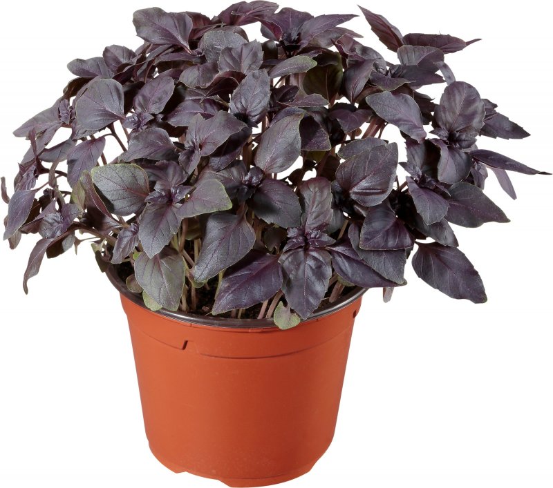 Basilico rosso