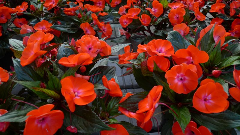 Impatiens della Nuova Guinea