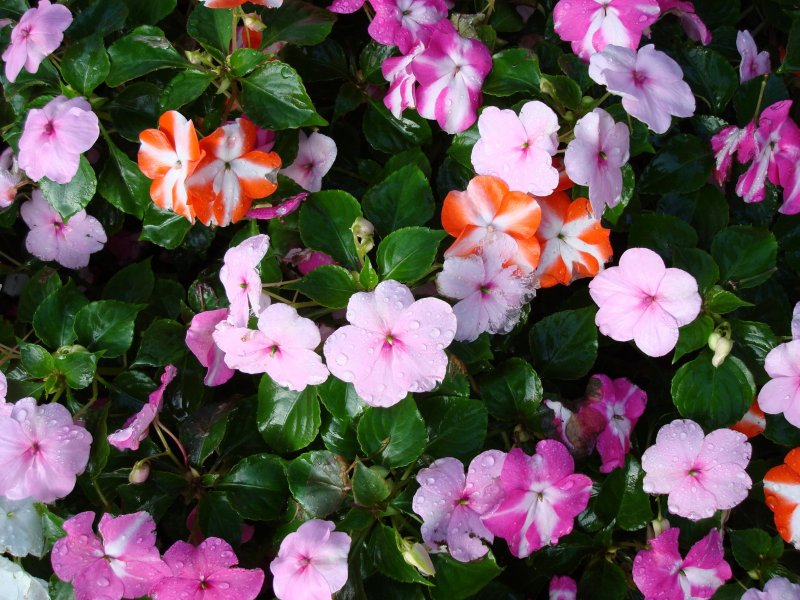 Impatiens