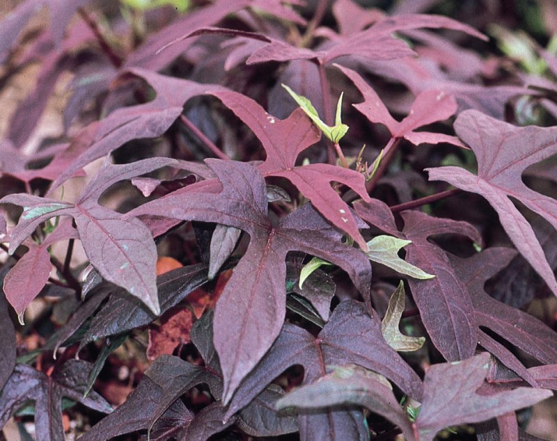 Ipomea sweet caroline purple