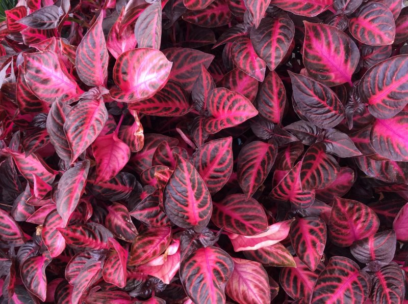 Iresine brillantissima