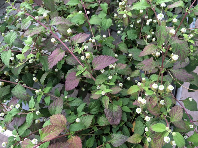 Lippia dulcis - zucchero azteco