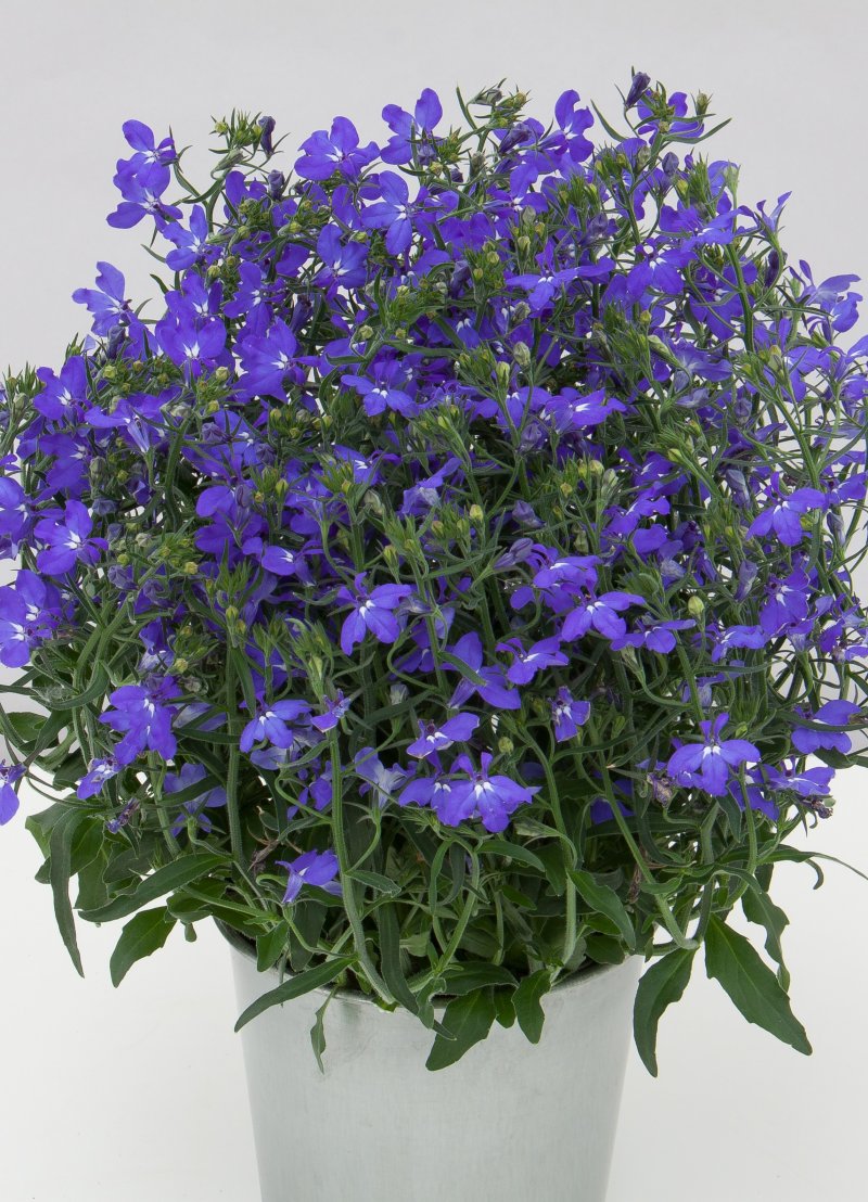 Lobelia sky blue