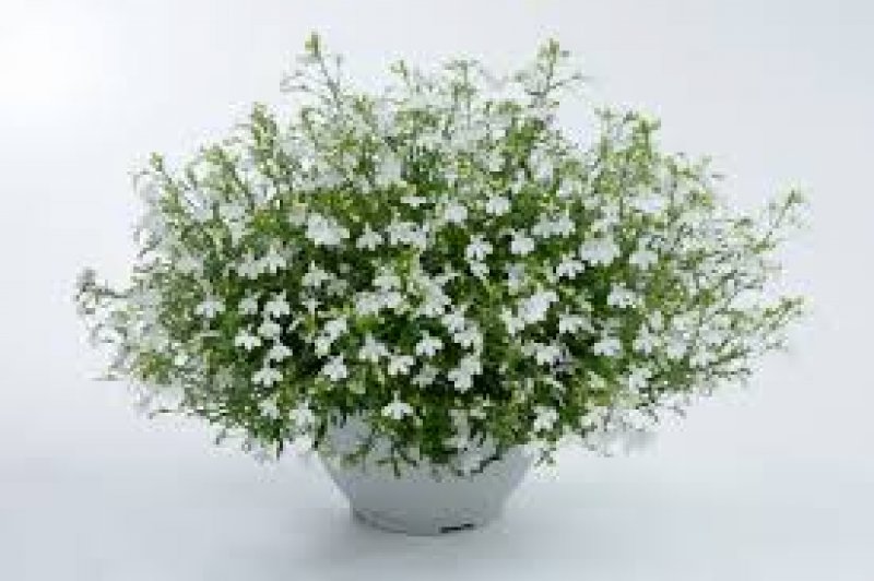 lobelia white