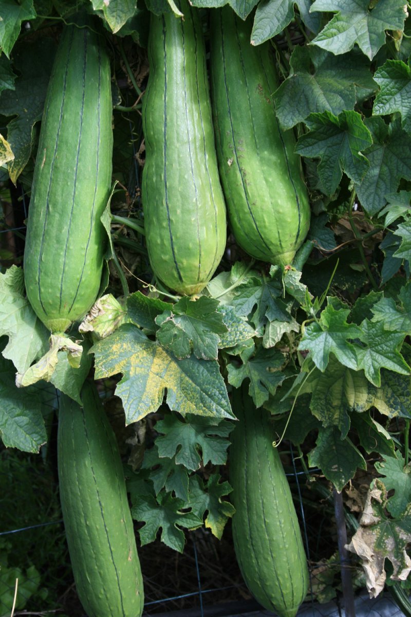 Zucca Luffa
