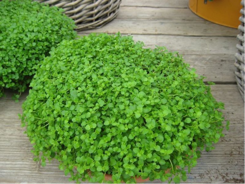 Menta mini