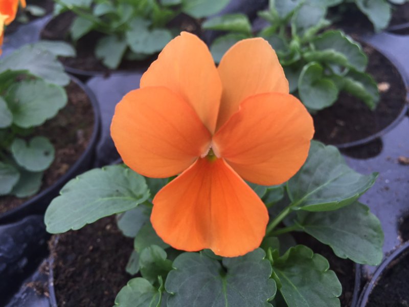 viola mini arancio puro