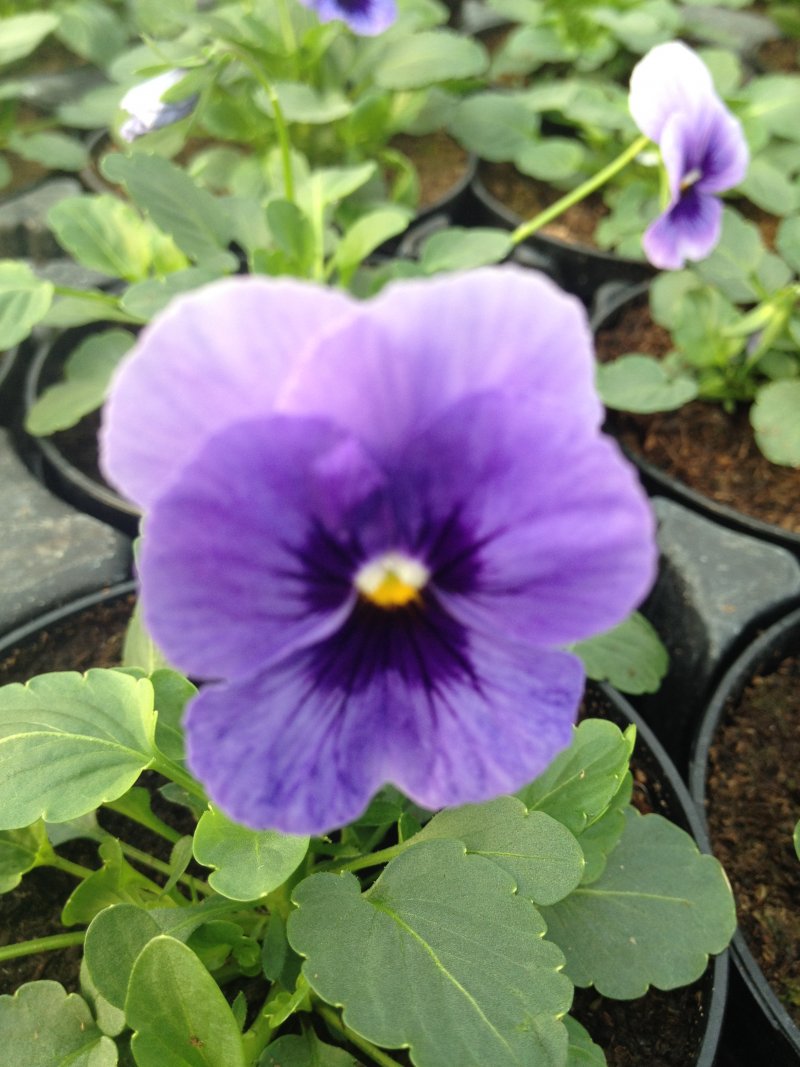 viola mini azzurro centro scuro