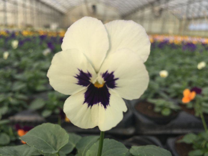 Viola cornuta bianco con occhio