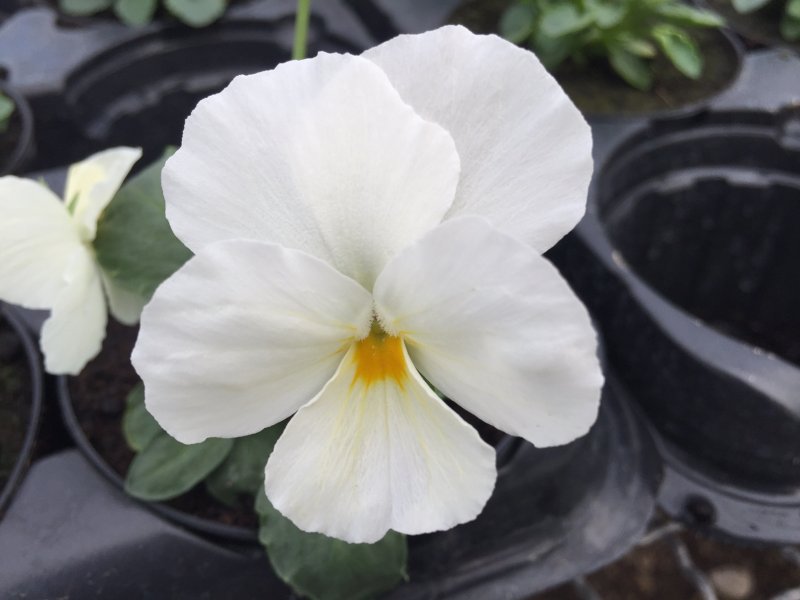 viola mini bianco puro