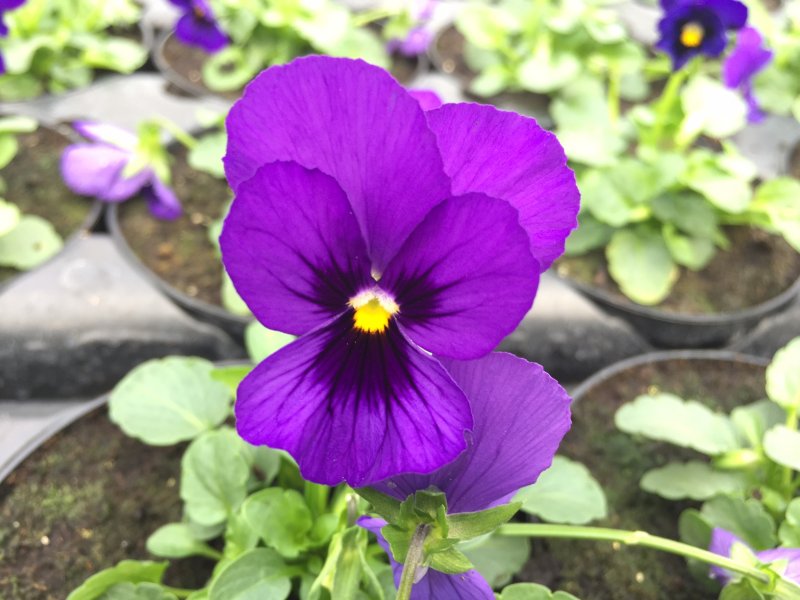 viola mini blu con occhio