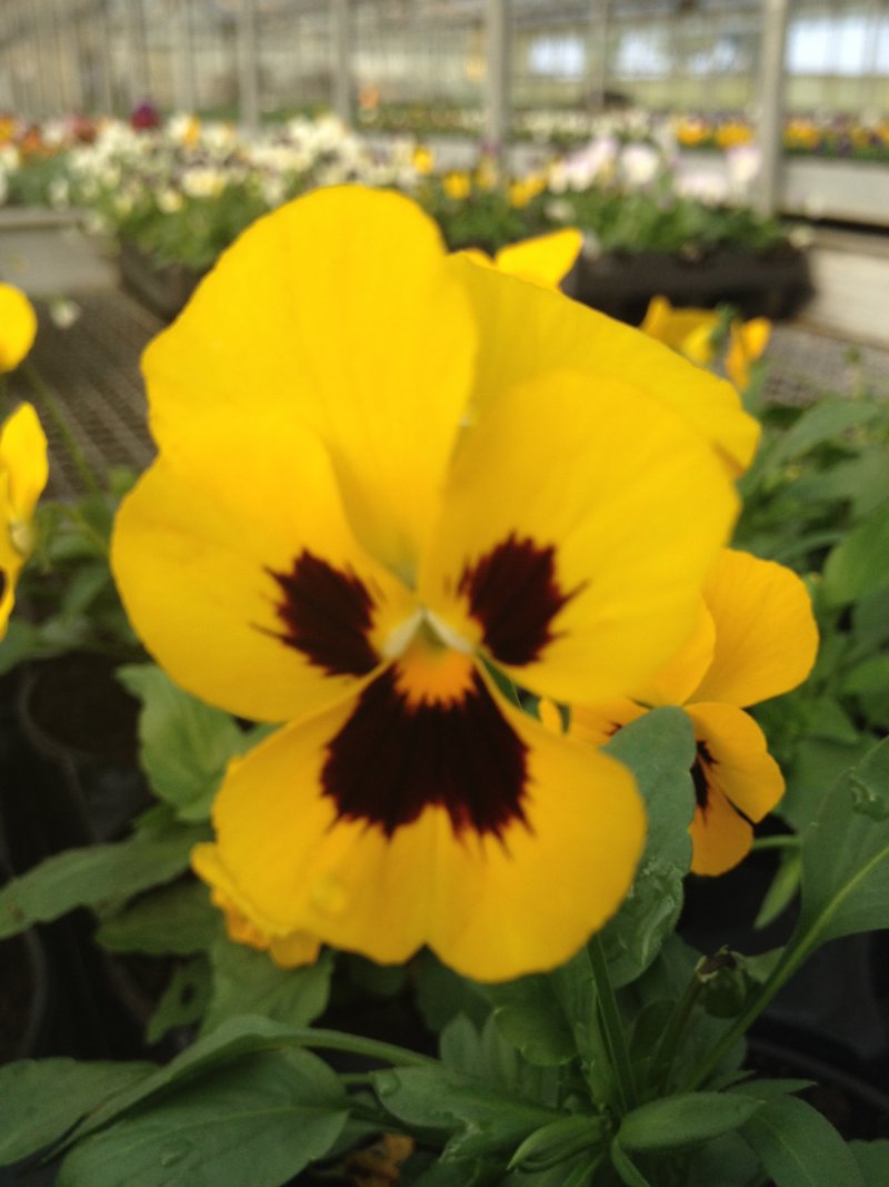 viola mini giallo con occhio