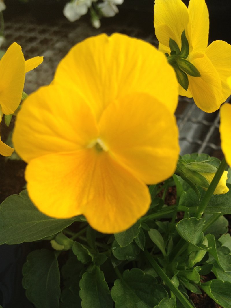 viola mini giallo puro