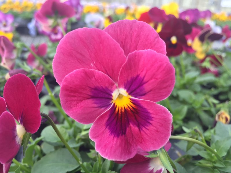 viola mini rosa con occhio