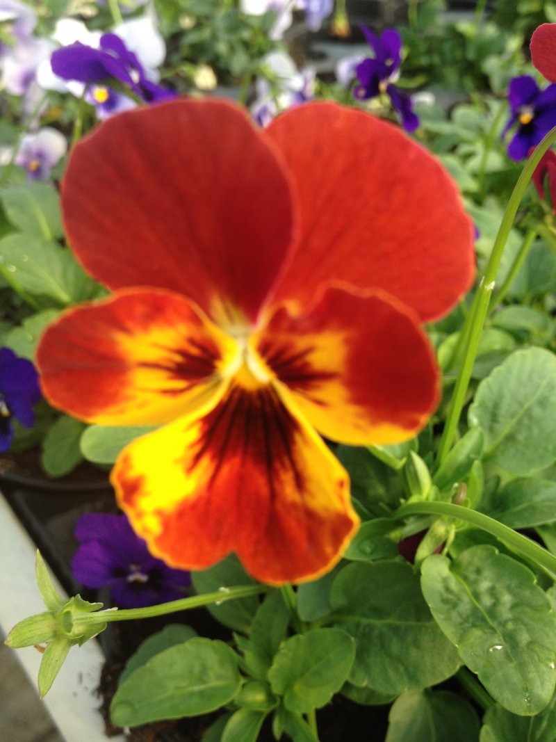 viola mini rosso con occhio