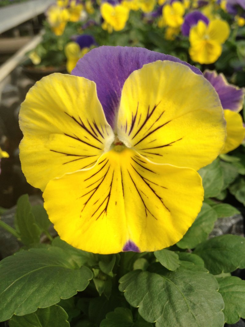 viola del pensiero  morpheus