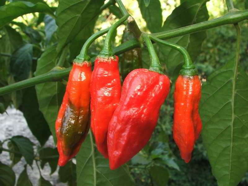 Peperoncino Naga morich