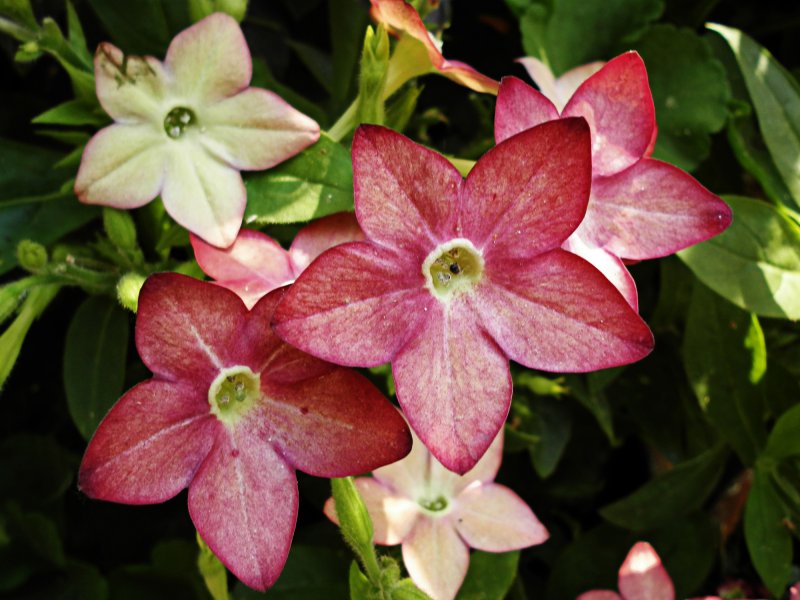 Nicotiana