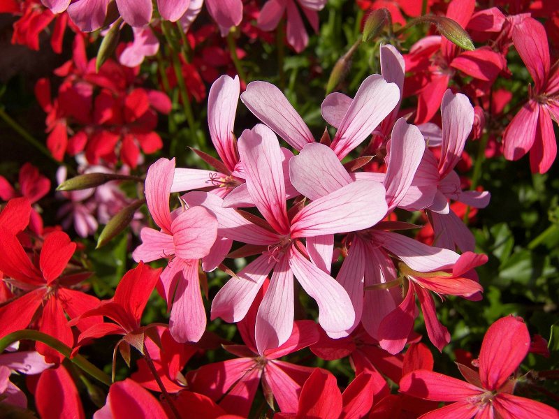 Pelargonium peltatum parigino