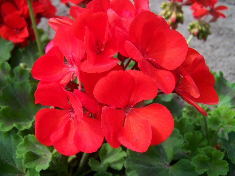 Pelargonium zonale 