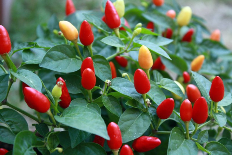 Peperoncino fuoco della prateria