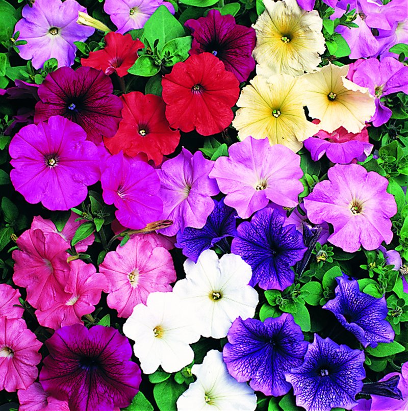 Petunia